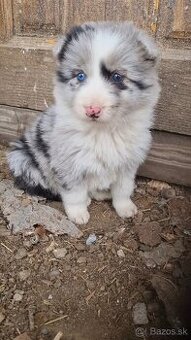 Steniatka border kolia