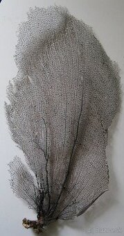 Gorgonia flabellum, černá