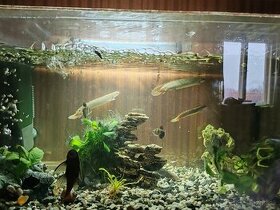 Akvarium a rybičky