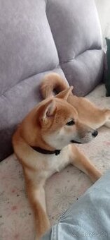Shiba inu