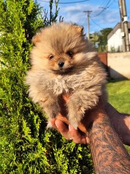 Oranžový špic -Pomeranian