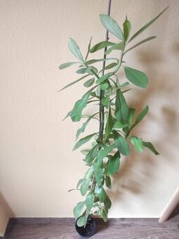 Euphorbia umbellata