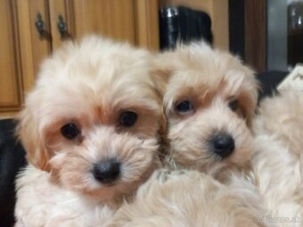 Maltipoo šteniatka.