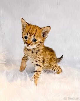 Rozkošné Mačiatka plemena Savannah pripravené na nový domov