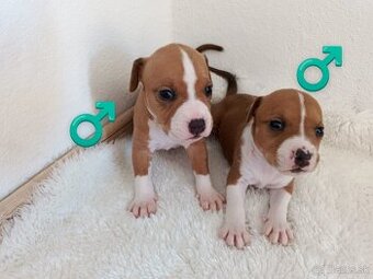 Ponúkam čistokrvné šteniatka – American Staffordshire Terrie