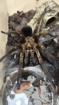 Pavuk Pformictopus auratu možna vymena za ineho