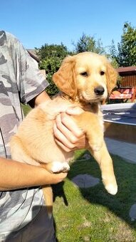 Šteniatko zlatý retriever