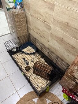 Predam ročného zakrsleho zajaca
