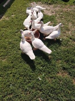 Káčice: pyžmové, činske.