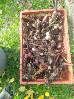 Kana indická červena