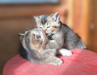 Britská kratkosrstá