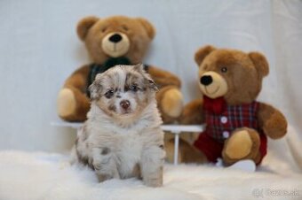 Miniatúrny americký ovčiak