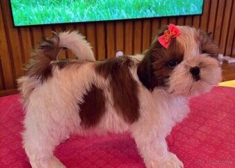 Šteniatka Shih Tzu na adopciu.