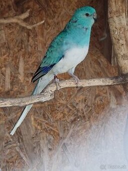 Kupim samičku Papagáj spevavý.