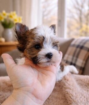 Yorkshire terrier ocean pearl - psík s PP