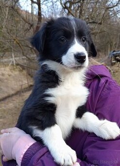 Šteniatka Border kolia