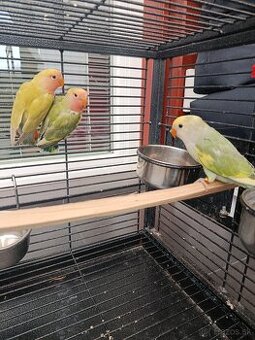 Agapornis ružovohrdlý 2026