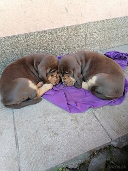 Bloodhound