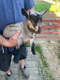 Holanské mini kozy REZERVOVANÉ