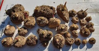 Predám hľuzy kally etiópskej, gladiol a kany africkej