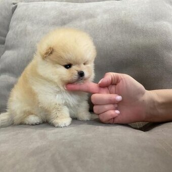 Pomeranian mini cream