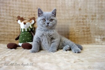 Britské mačiatka s PP ♥ - odber pred Vianocami