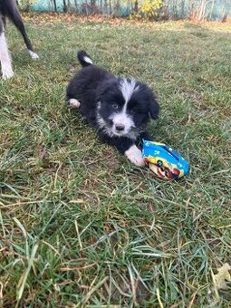 Predám šteniatka – border kólie