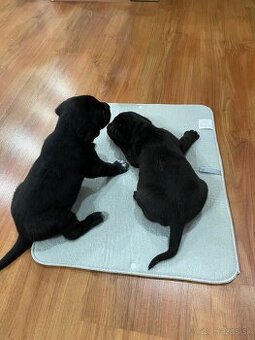 šteniatka od weimara