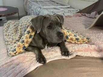 amstaf blue šteniatko