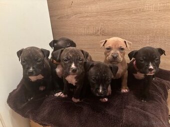 Americký stafordsirsky terier, Stafford, amstaf - 1