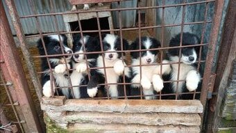 Šteniatka – krížence border kólie, pripravené ihneď k odberu - 1