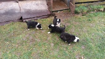 Šteniatka – krížence border kólie, pripravené ihneď k odberu