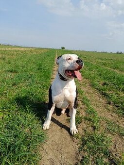 Americký stafordširský teriér/krytie