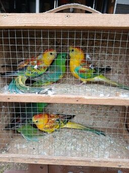 Predám papagáje spevave