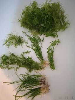 Rastliny do akvária