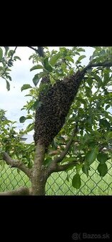 Predám včely s úľmi aj celou výbavou