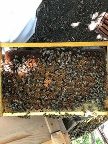 Včely, odložence