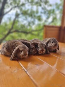 Zakrslé králiky /zdrobnené barančeky