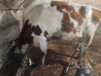 Predám kravu , dojnicu Red holstein