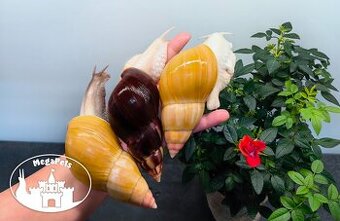 Africké slimáky Lissachatina fulica / Terárium gekón škrečka