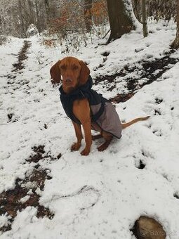 Maďarska Vizsla ( Vyžla ) Fenka