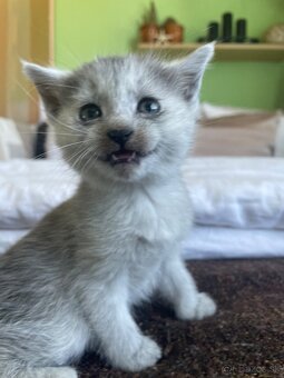 1/2 Mainská mývalia mačka/kocúr (Maine Coon)