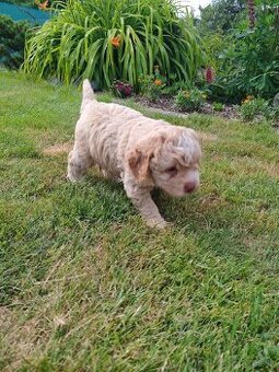 Lagotto romagnolo s PP - italský vodní pes