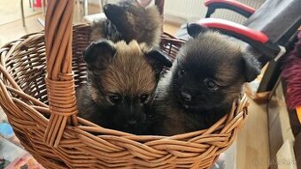 Pomeranian