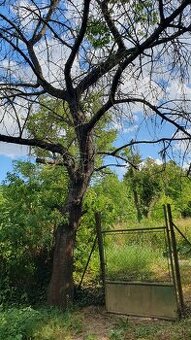 Čerešňa strom za odpílenie a odvoz