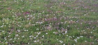 Lucna zmes,zelene strechy