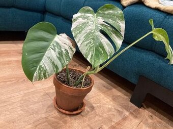 Monstera variegata