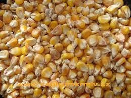 kukurica