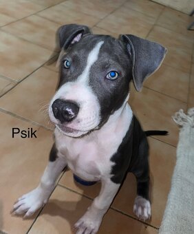 Americky stafordširsky terier