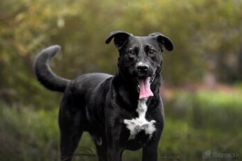 Darujem rodiného psa Danteho - mix labrador / doga